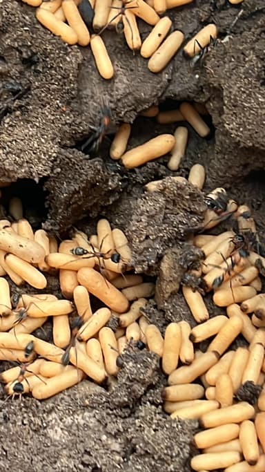 Myrmecia nigrocincta photo 151