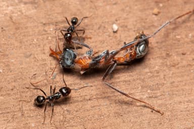 Myrmecia nigrocincta photo 154