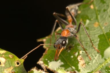 Myrmecia nigrocincta photo 162