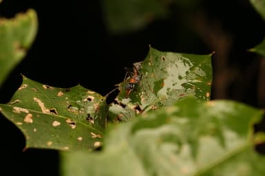 Myrmecia nigrocincta photo 163