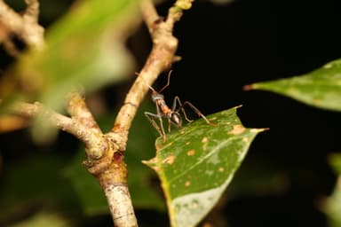 Myrmecia nigrocincta photo 166