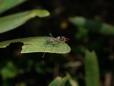 Myrmecia nigrocincta photo 168