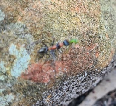 Myrmecia nigrocincta photo 174