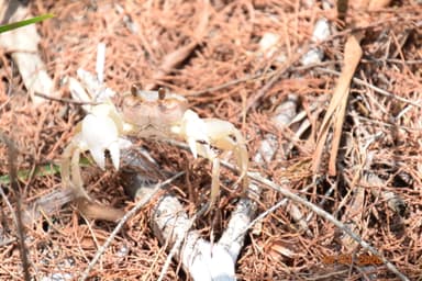 Myrmecia nigrocincta photo 178