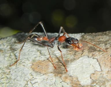 Myrmecia nigrocincta photo 190