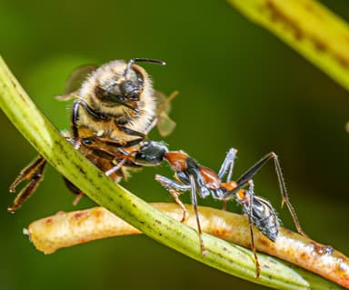 Myrmecia nigrocincta photo 193