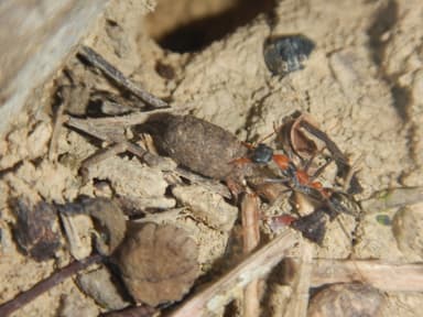 Myrmecia nigrocincta photo 212