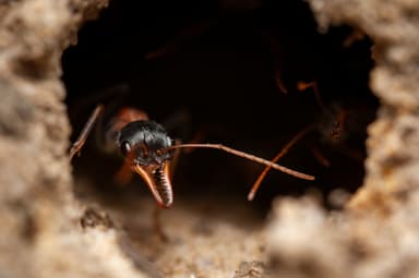 Myrmecia nigrocincta photo 215