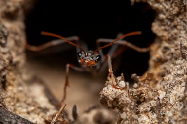 Myrmecia nigrocincta photo 216
