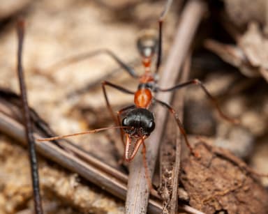 Myrmecia nigrocincta photo 217