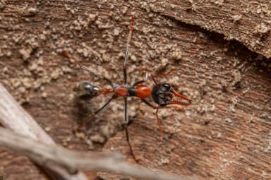 Myrmecia nigrocincta photo 218
