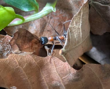 Myrmecia nigrocincta photo 220