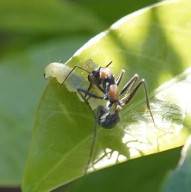 Myrmecia nigrocincta photo 227