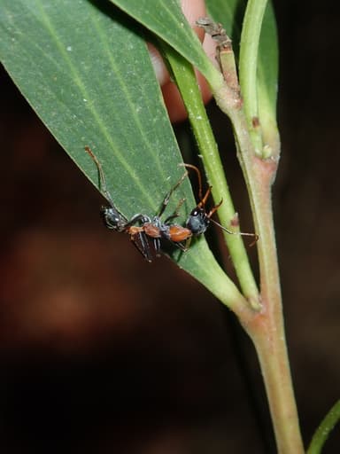 Myrmecia nigrocincta photo 233