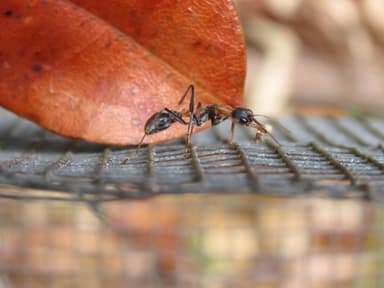 Myrmecia nigrocincta photo 234