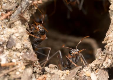 Myrmecia nigrocincta photo 241