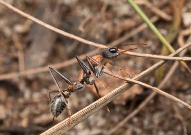 Myrmecia nigrocincta photo 243