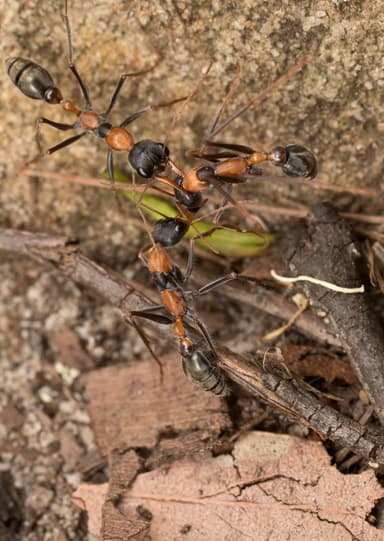 Myrmecia nigrocincta photo 245