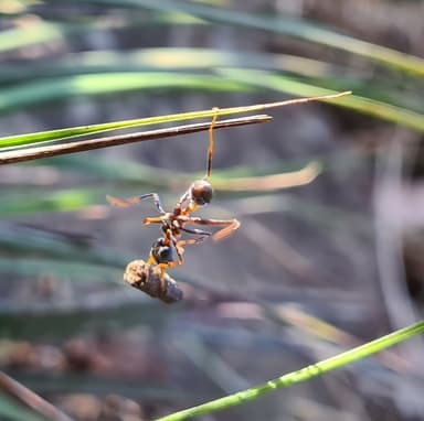 Myrmecia nigrocincta photo 250