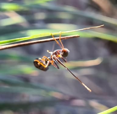 Myrmecia nigrocincta photo 251
