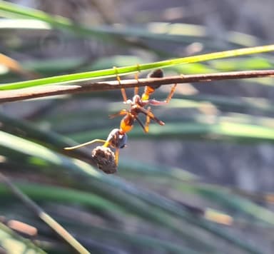 Myrmecia nigrocincta photo 253