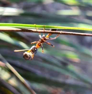 Myrmecia nigrocincta photo 256