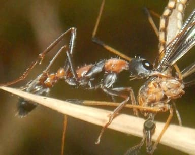 Myrmecia nigrocincta photo 260