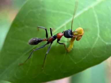 Myrmecia nigrocincta photo 261