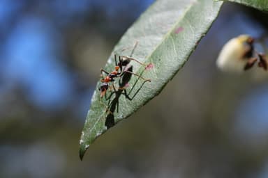 Myrmecia nigrocincta photo 264