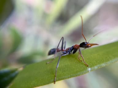 Myrmecia nigrocincta photo 266