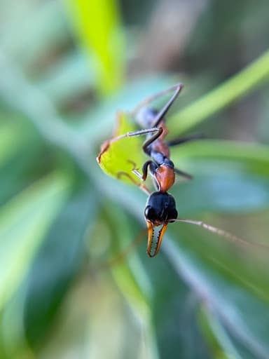 Myrmecia nigrocincta photo 269