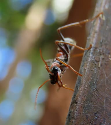 Myrmecia nigrocincta photo 274