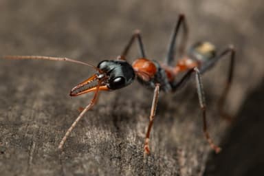 Myrmecia nigrocincta photo 277