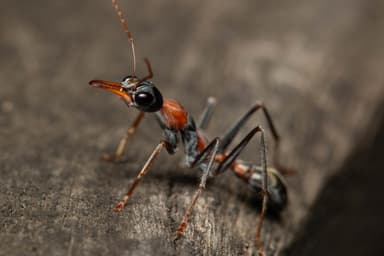 Myrmecia nigrocincta photo 278