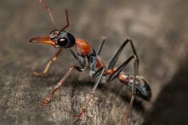 Myrmecia nigrocincta photo 279