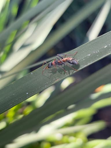 Myrmecia nigrocincta photo 283