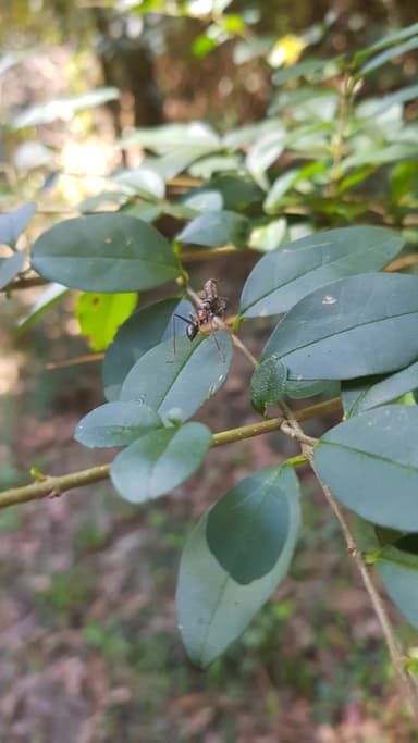 Myrmecia nigrocincta photo 286