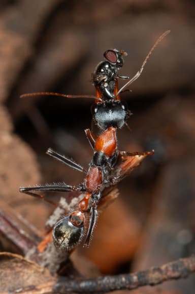 Myrmecia nigrocincta photo 288
