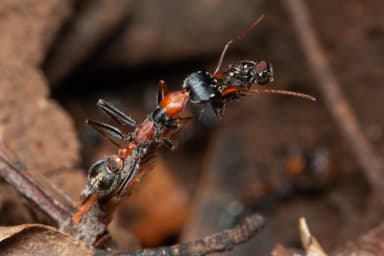 Myrmecia nigrocincta photo 289