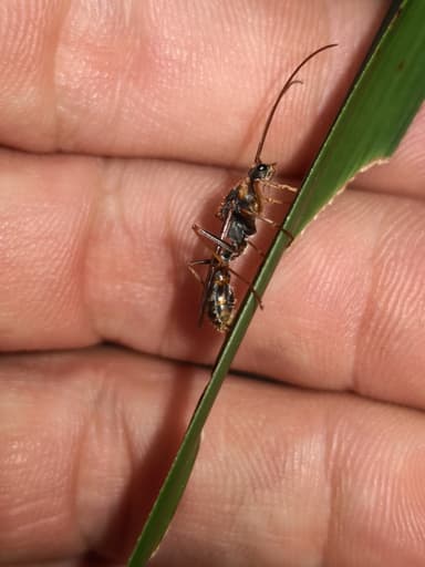 Myrmecia nigrocincta photo 298