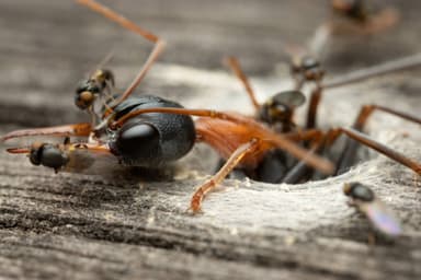 Myrmecia nigrocincta photo 302