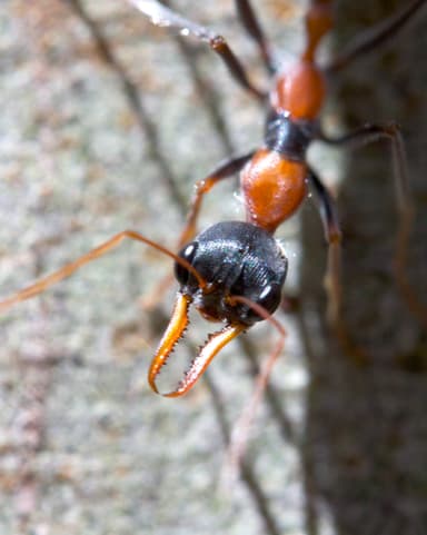 Myrmecia nigrocincta — queen photo 2