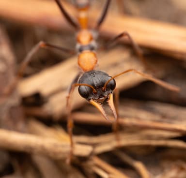 Myrmecia nigrocincta photo 3