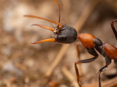Myrmecia nigrocincta photo 4