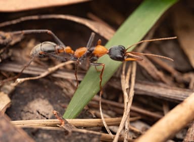 Myrmecia nigrocincta photo 5