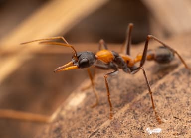 Myrmecia nigrocincta photo 6