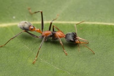 Myrmecia nigrocincta photo 7