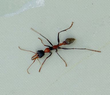 Myrmecia nigrocincta photo 9