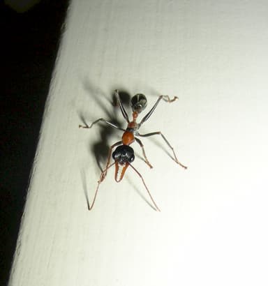 Myrmecia nigrocincta photo 10