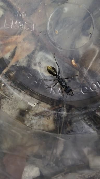 Myrmecia piliventris — queen photo 9